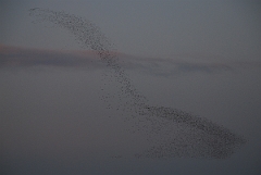 David Plant Photography - Wildlife Photographer - Knot flock swirling above mudflats - E